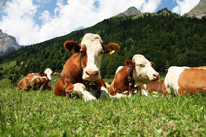 assicurazione bestiame